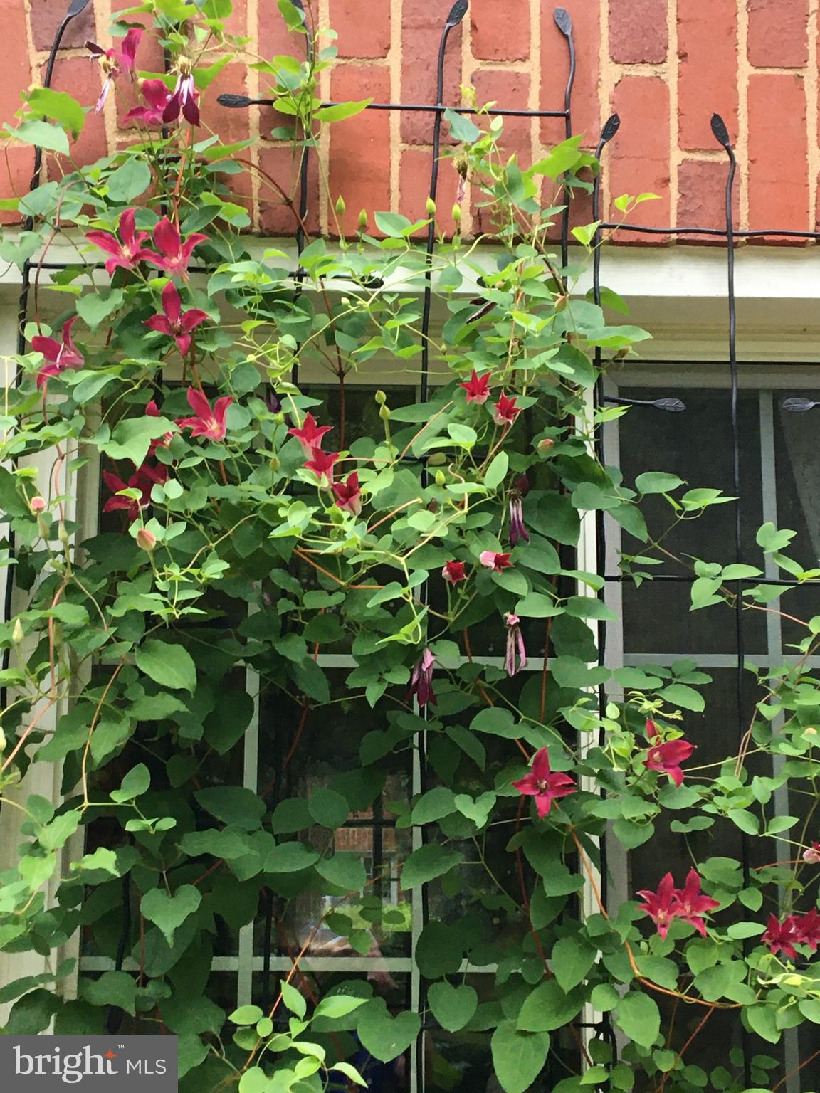 1673 Preston Road, Unit 954 Alexandria, VA 22302 - Photo 33 of 54 Flowers