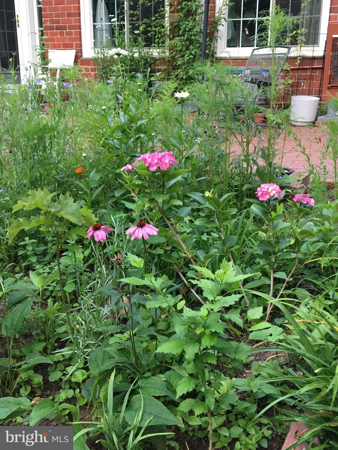 1673 Preston Road, Unit 954 Alexandria, VA 22302 - Photo 34 of 54 Flowers