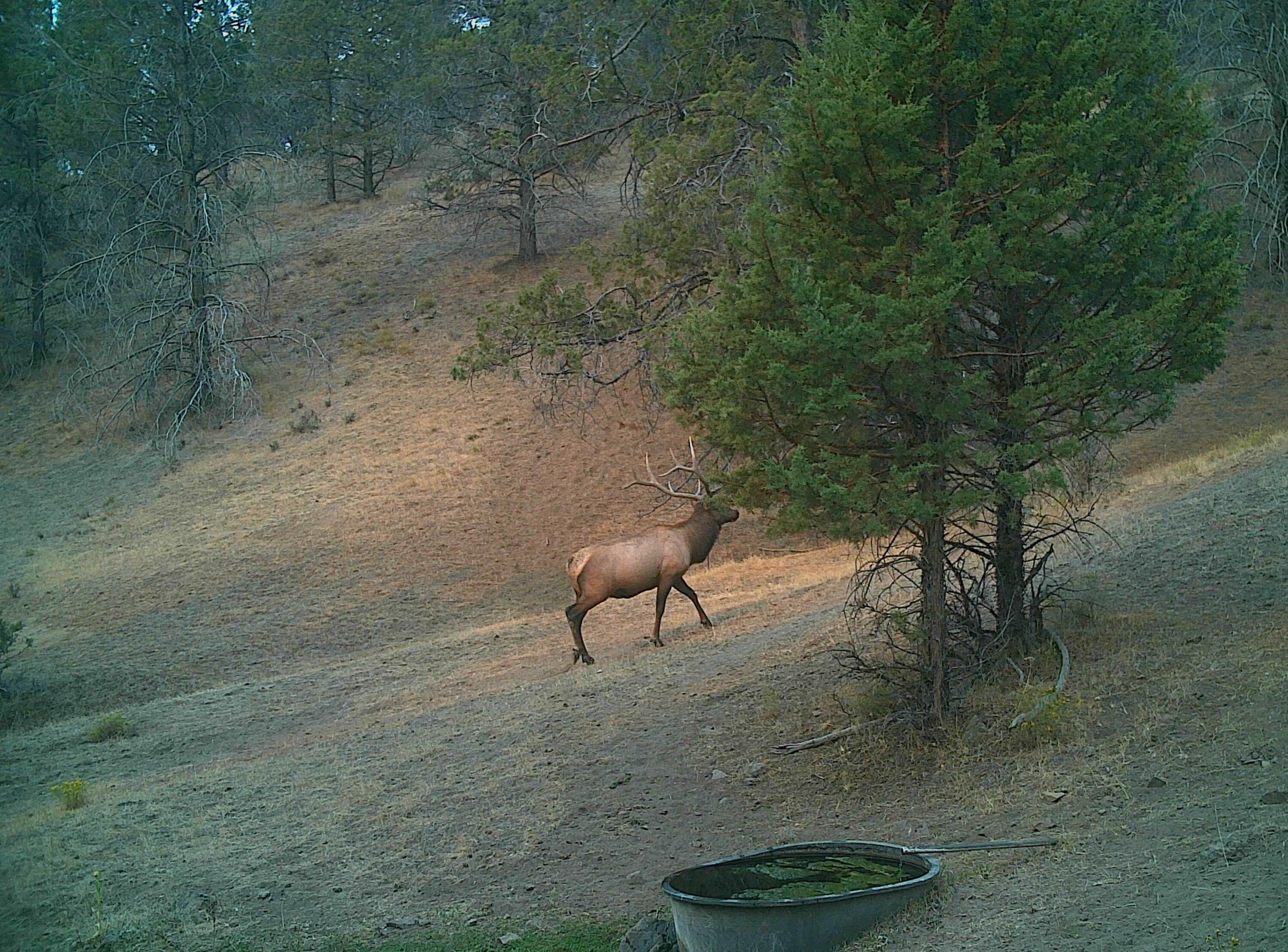 Wiley Creek Road Road, Unit 2406 Mount Vernon, OR 97865 - Photo 23 of 27 dandy bull