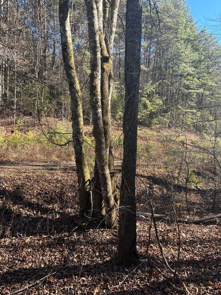 1.03 Deep Frst Road Murphy, NC 28906 - Photo 5 of 28