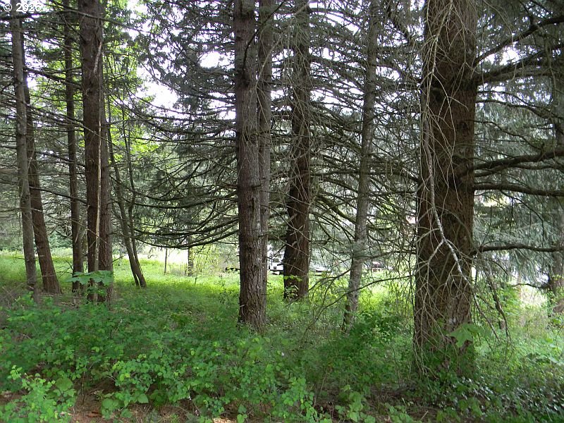 Sophie Lane Carson, WA 98610 - Photo 4 of 10 a lush green forest with lots of trees