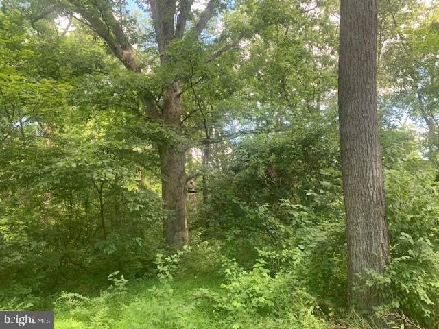 5353 Cito Road McConnellsburg, PA 17233 - Photo 11 of 15 Mature trees