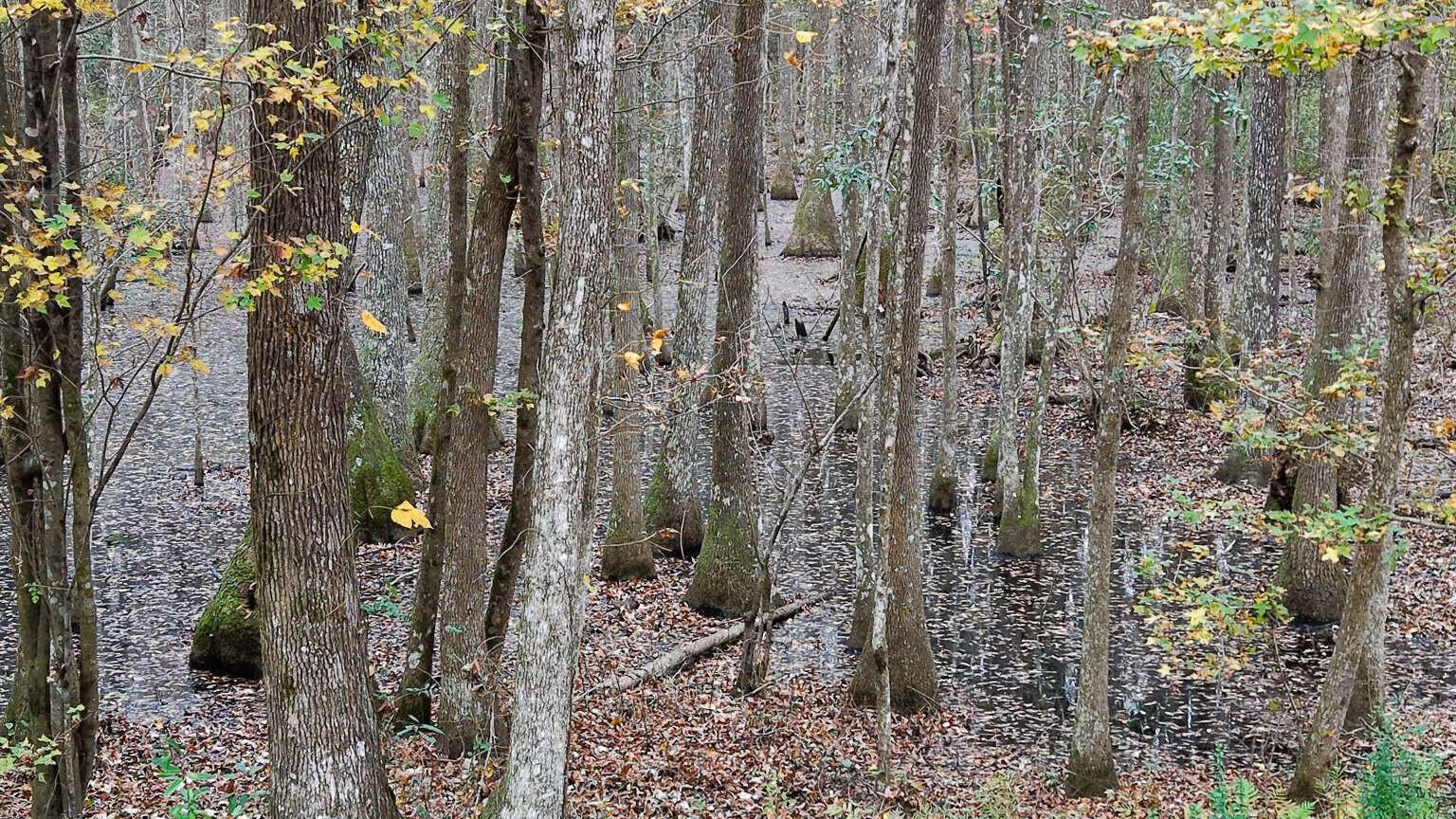 0 Betsy Hole Road Bonneau, SC 29431 - Photo 3 of 17 Aulakh.3