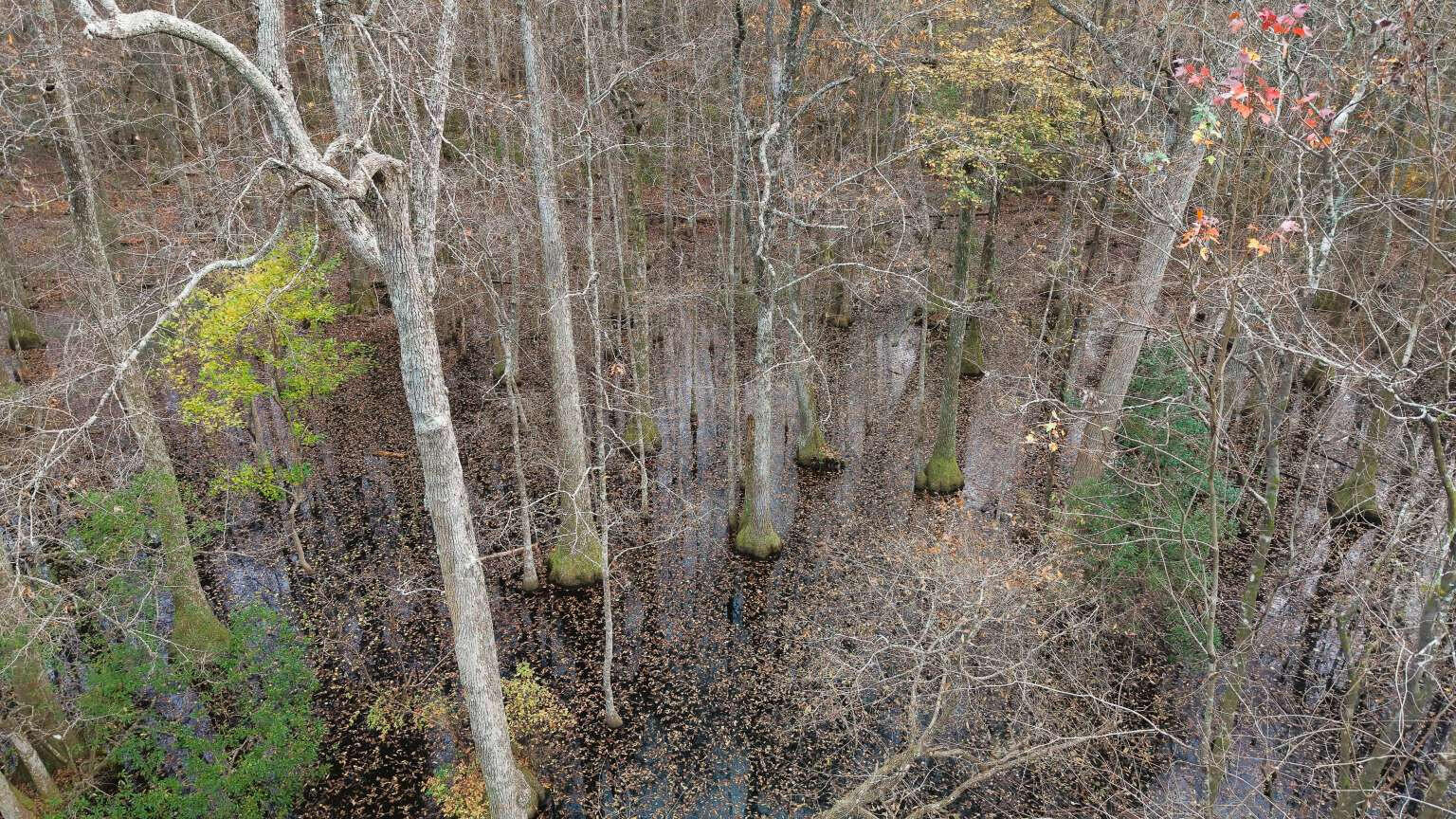 0 Betsy Hole Road Bonneau, SC 29431 - Photo 8 of 17 Aulakh.8