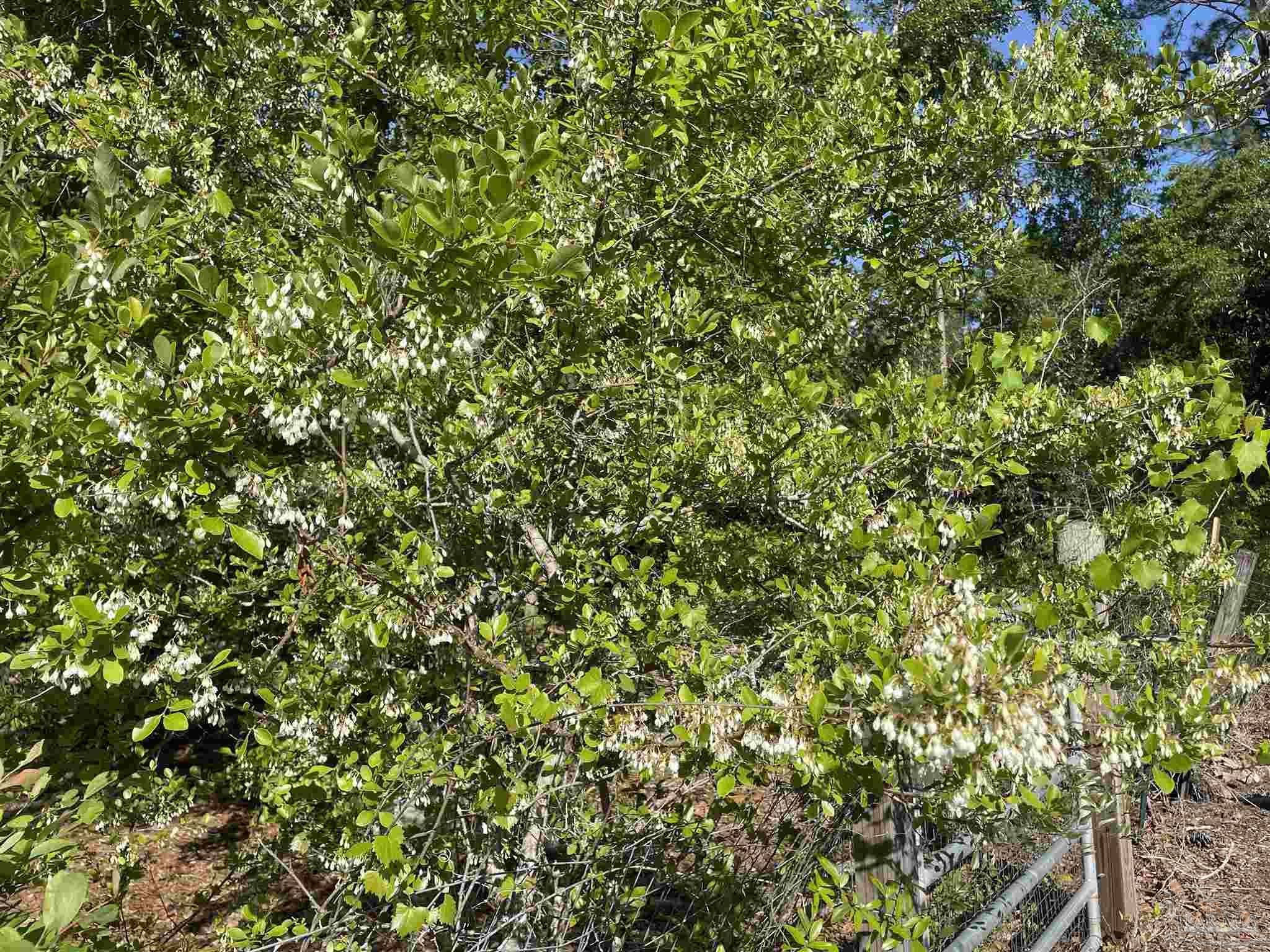 3947 Ward Basin Road Milton, FL 32583 - Photo 29 of 34