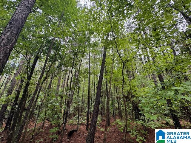 79 County Road, Unit 70 Daviston, AL 36256 - Photo 12 of 21 Gallery Image 12