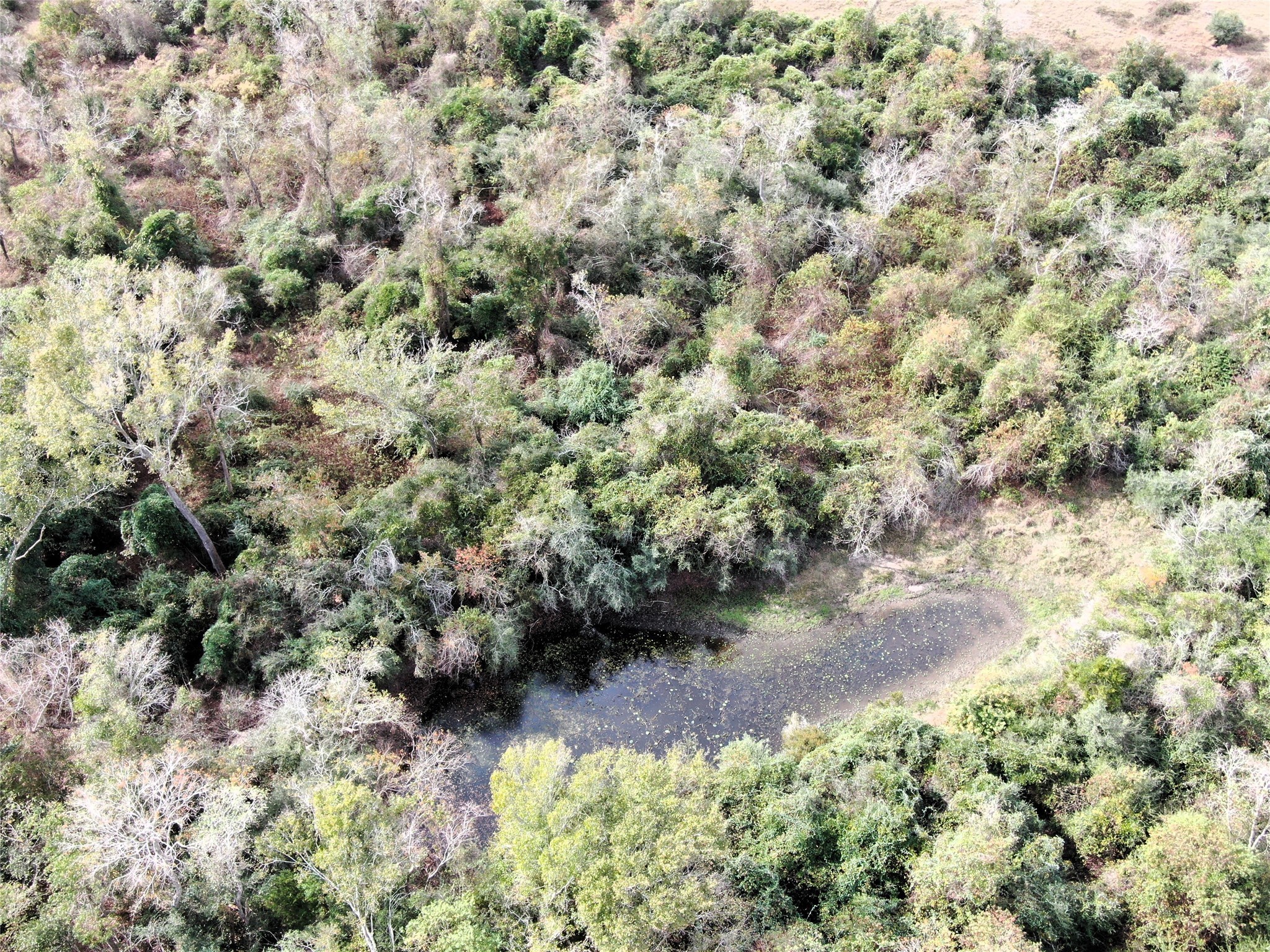 2701 Langberg Road Bellville, TX 77418 - Photo 11 of 24 a view of a yard with plants