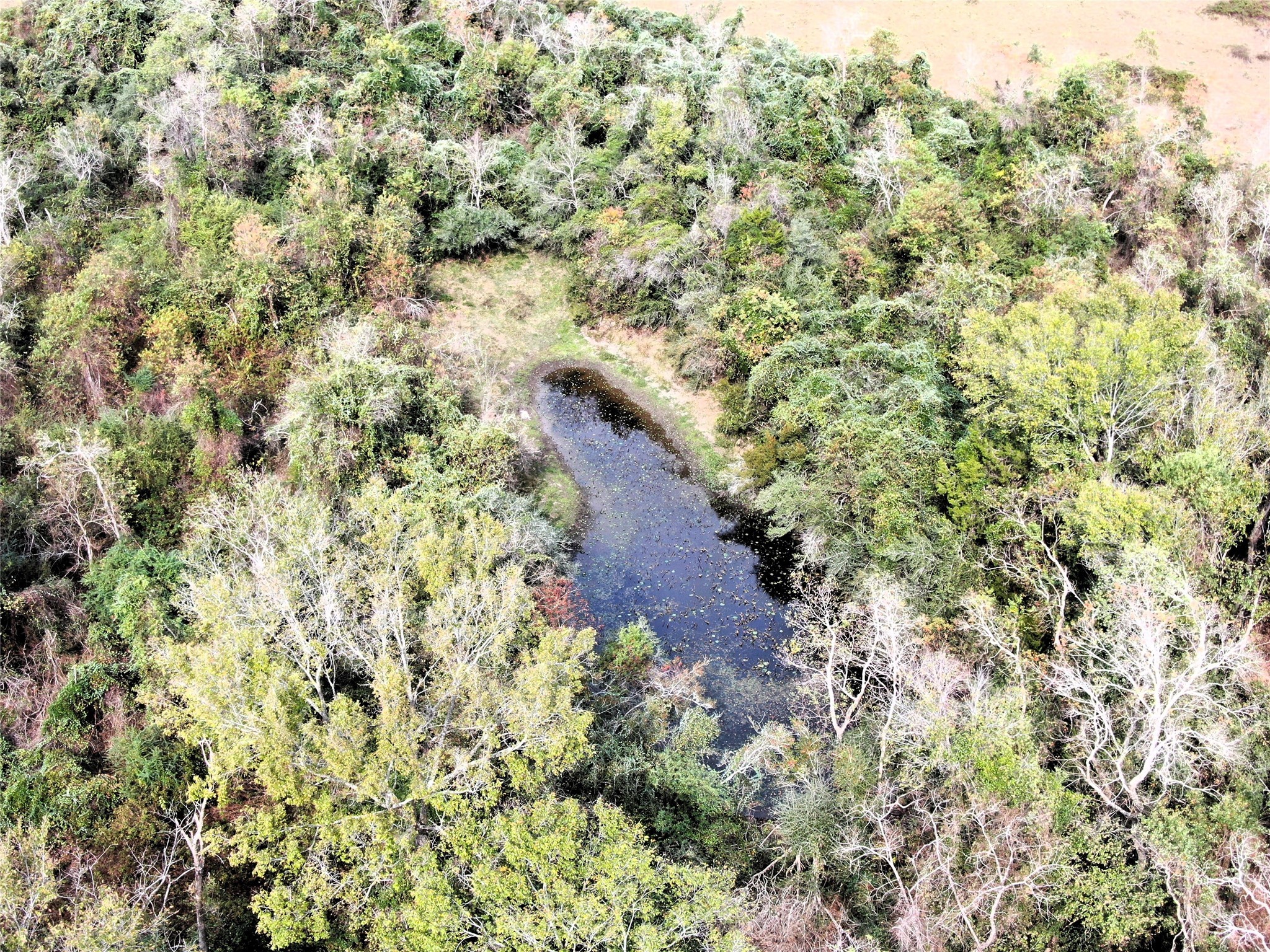 2701 Langberg Road Bellville, TX 77418 - Photo 13 of 24 a view of a plants with an outdoor space