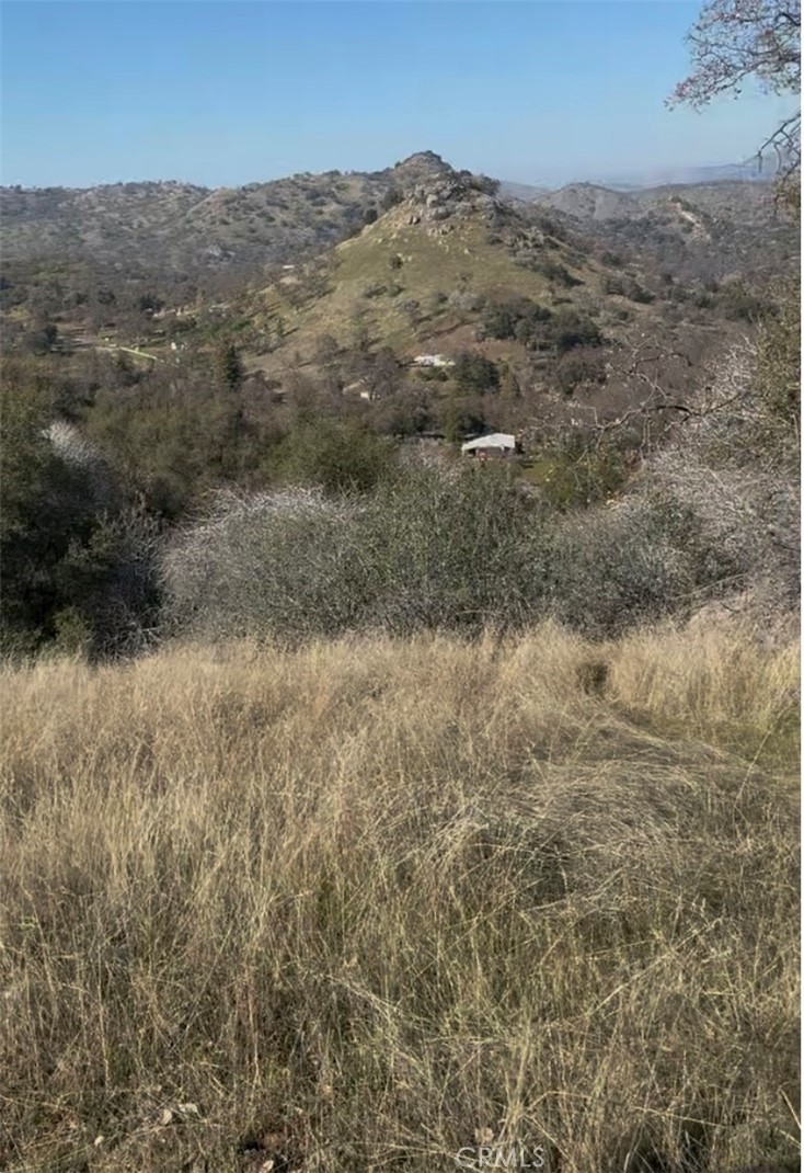 a view of a dry yard with green space