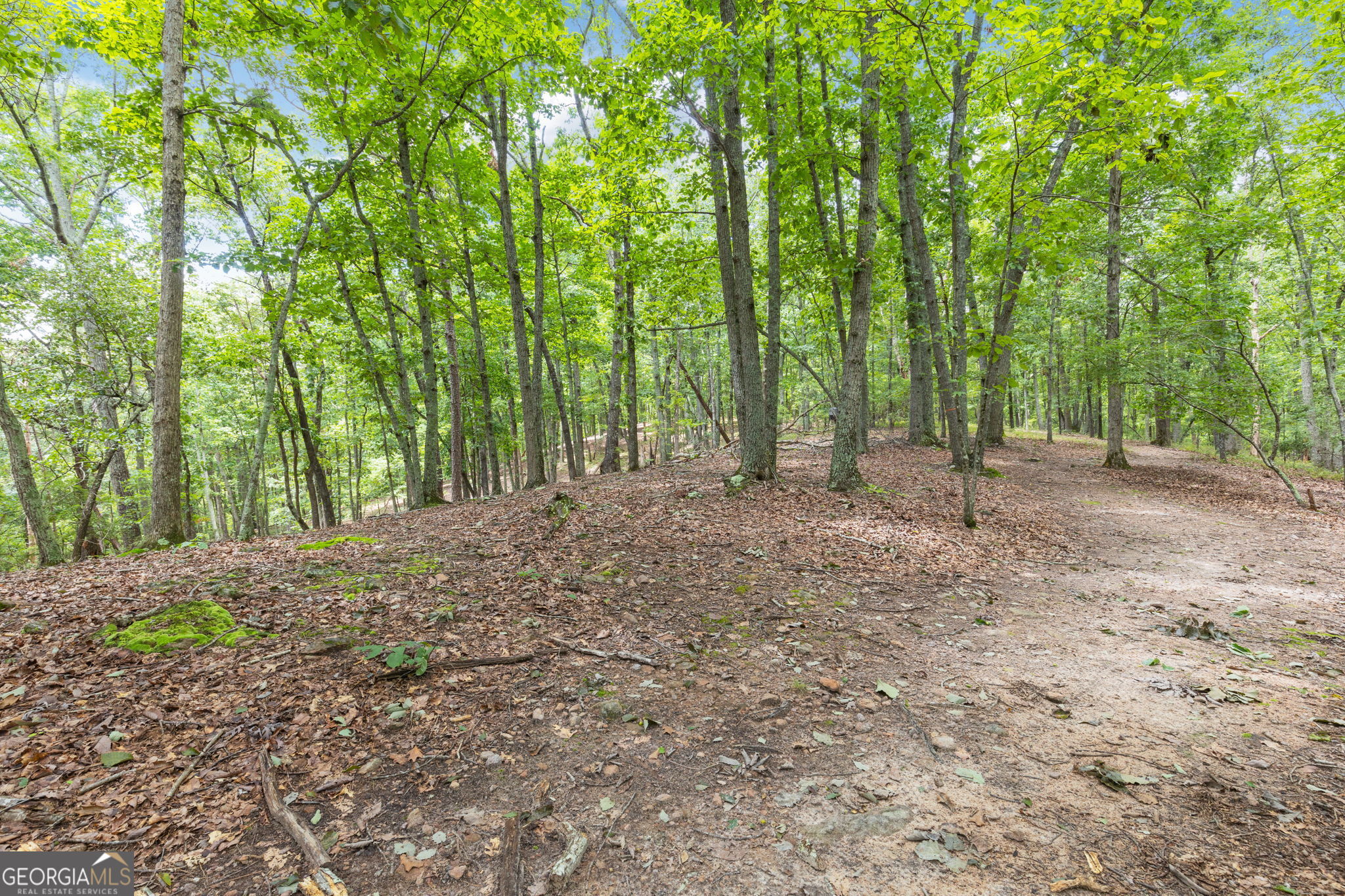 7201 Browns Mill Road Lithonia, GA 30038 - Photo 6 of 29 a view of a forest with trees in the background