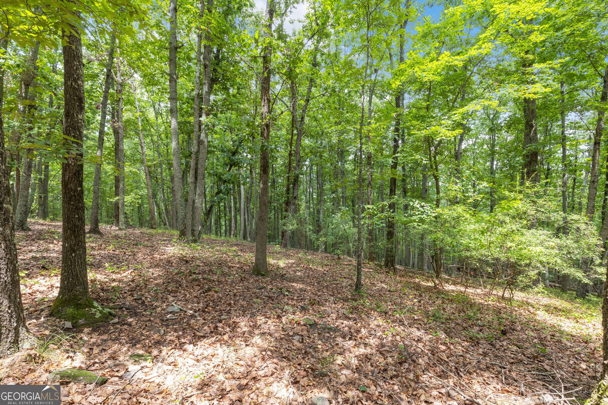 7201 Browns Mill Road Lithonia, GA 30038 - Photo 7 of 29 a view of a forest with trees in the background