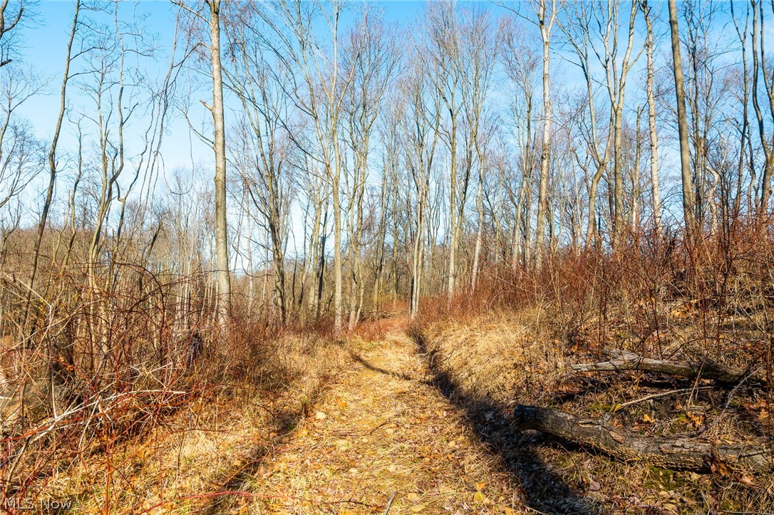 2535 Millersburg Road Wooster, OH 44691 - Photo 22 of 46 View of local wilderness