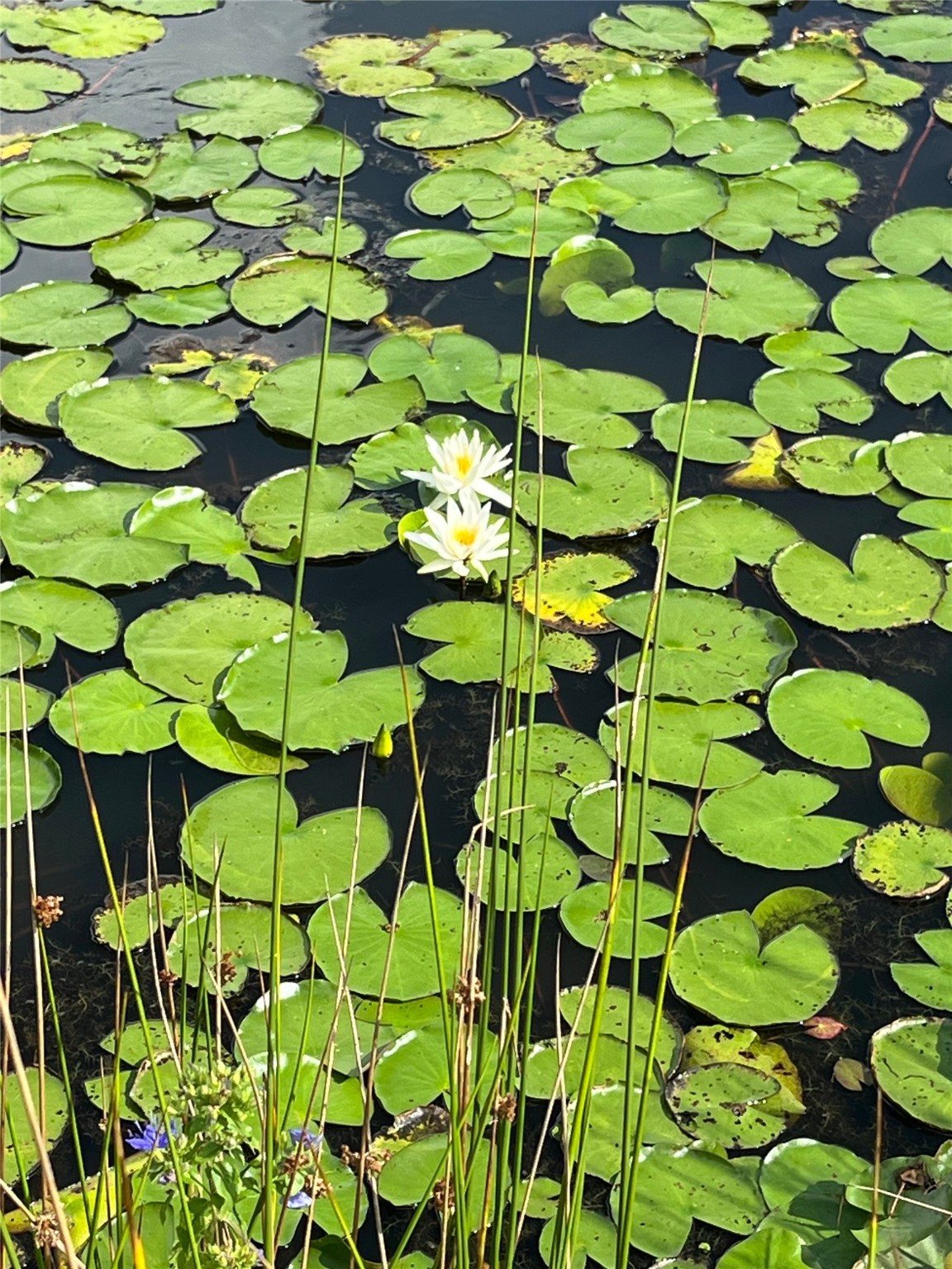 1126 Abel Road New Ulm, TX 78950 - Photo 29 of 43