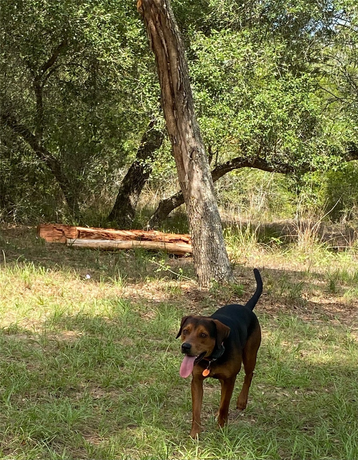 1126 Abel Road New Ulm, TX 78950 - Photo 38 of 43