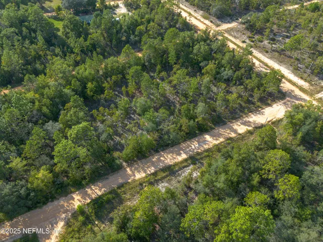 a view of a forest that has a tree