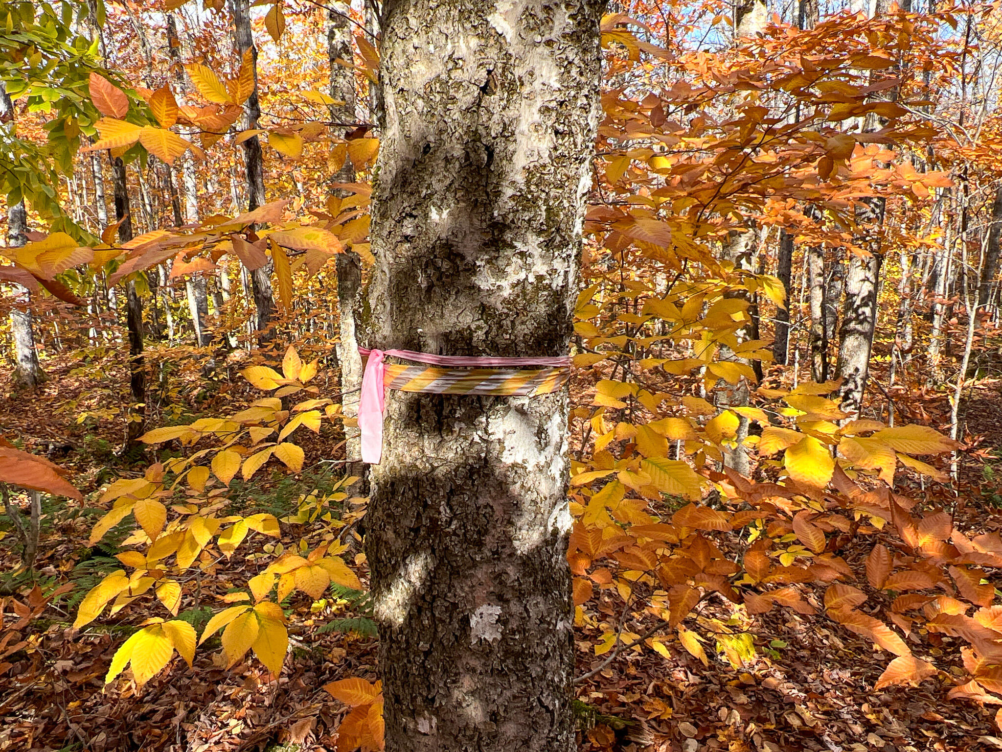Lot 4 Monument Road Amity, ME 04471 - Photo 13 of 18 Photo Oct 23 2023, 1 54 08 PM