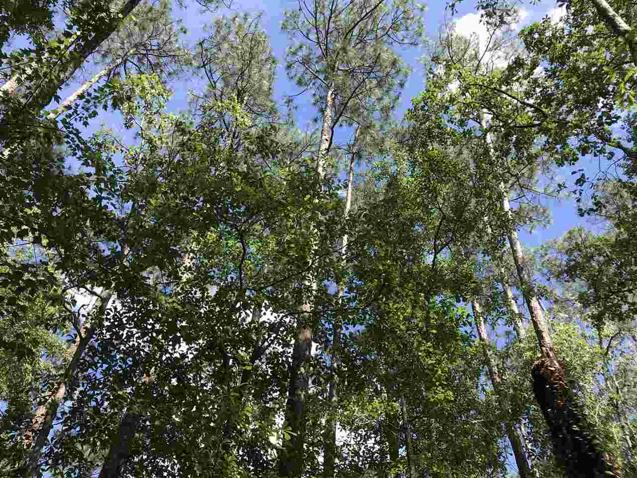 0 Boynton Road Elberta, AL 36530 - Photo 9 of 29