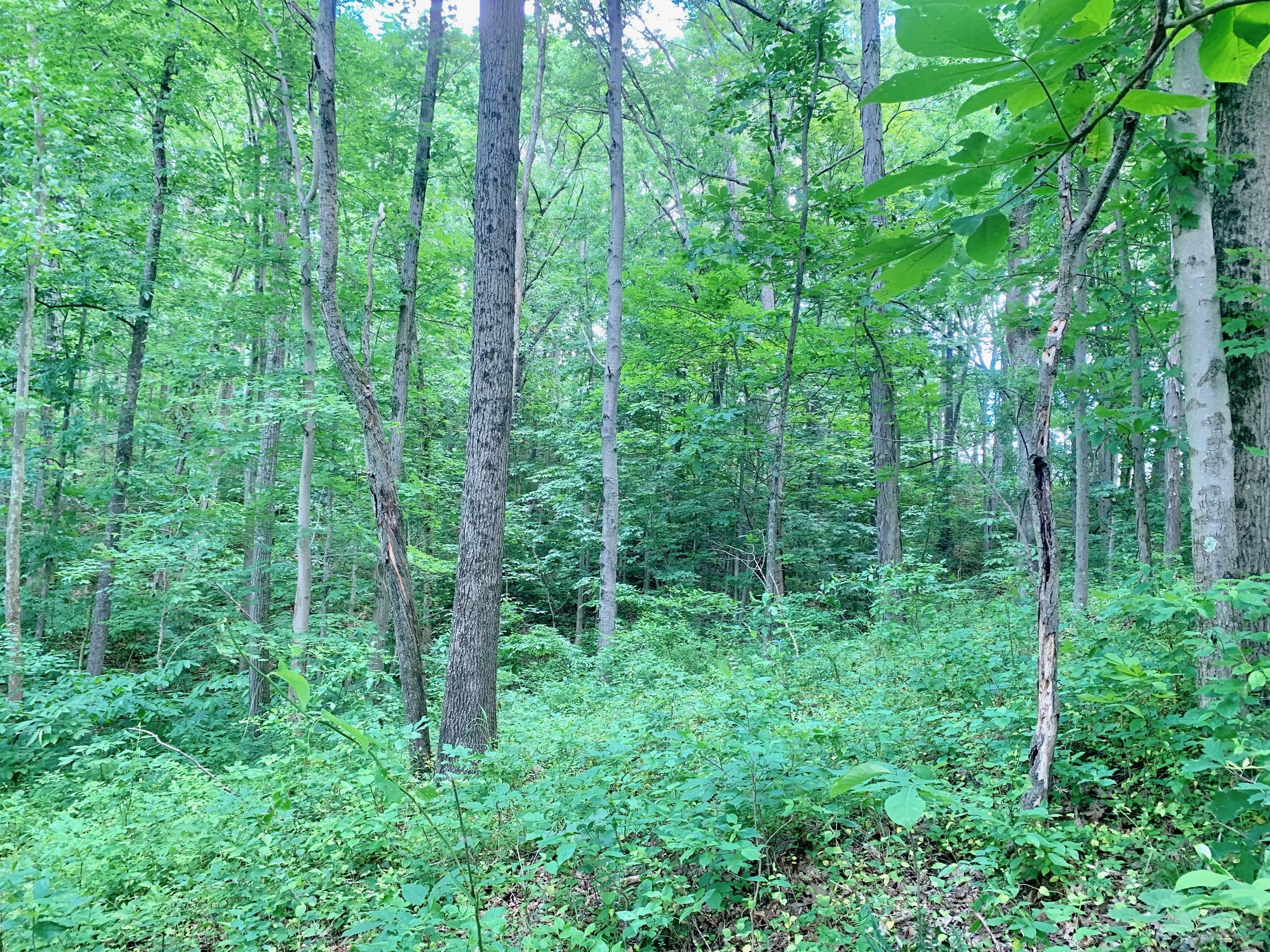 0 Till Road Logan, OH 43138 - Photo 10 of 12 Gallery Image 10