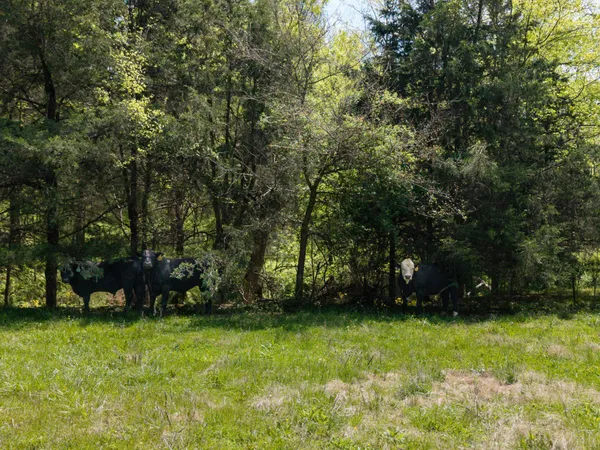 $380,000 | 305 Ingram Road, Pulaski, TN 38478