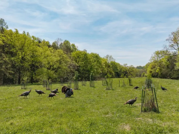 $380,000 | 305 Ingram Road, Pulaski, TN 38478