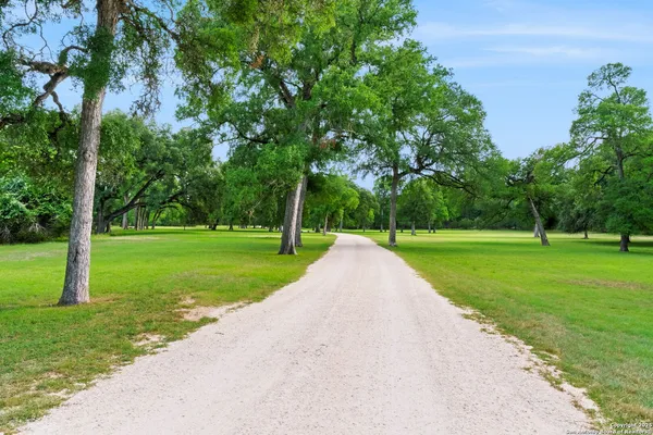 a street view with large trees