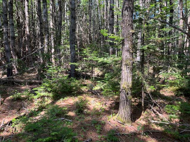 Lot 005 Dority Farm Road Ellsworth, ME 04605 - Photo 2 of 4 Wooded Lot