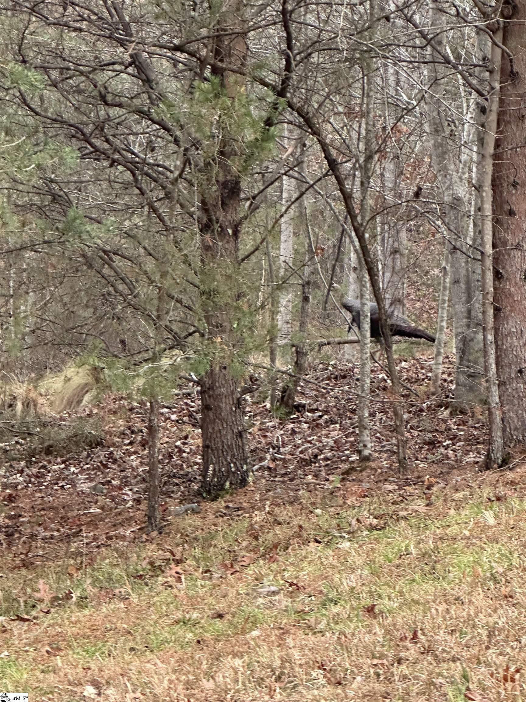 0 Jackson Cove Parkway, Unit LOT 2 Mill Spring, NC 28756 - Photo 18 of 18