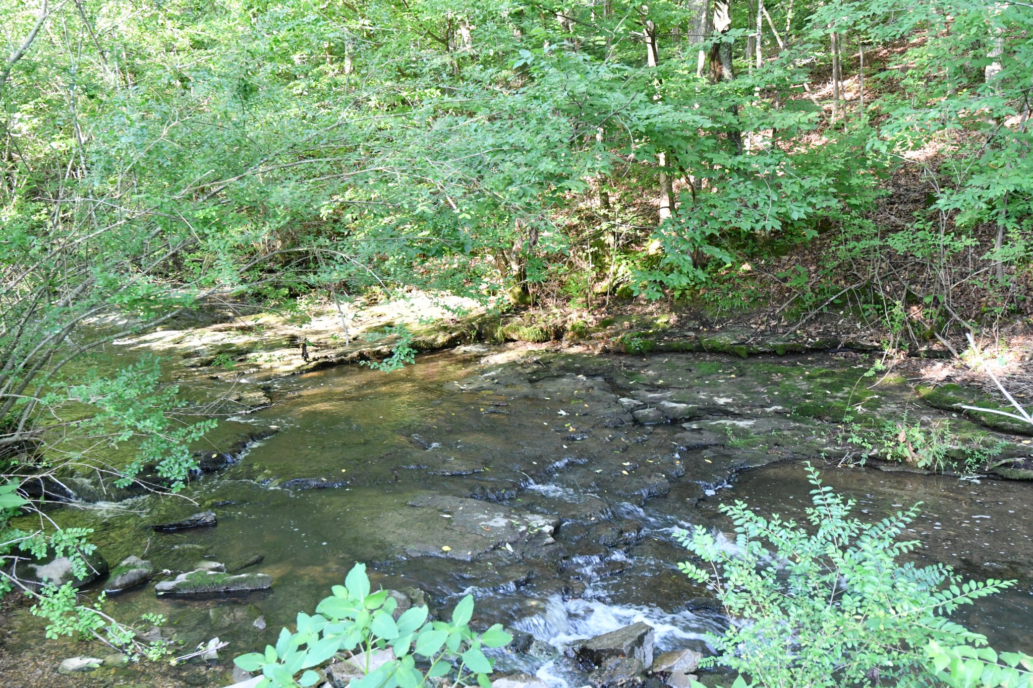 398 Elmore Town Road Baxter, TN 38544 - Photo 5 of 5 a view of a tree
