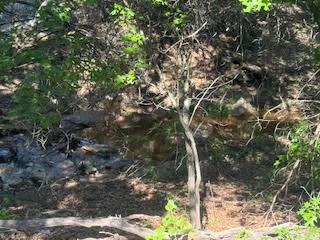 1018 Creek Crossing Road Nemo, TX 76070 - Photo 4 of 12 a picture of tree