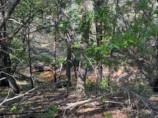 a view of a tree in a yard