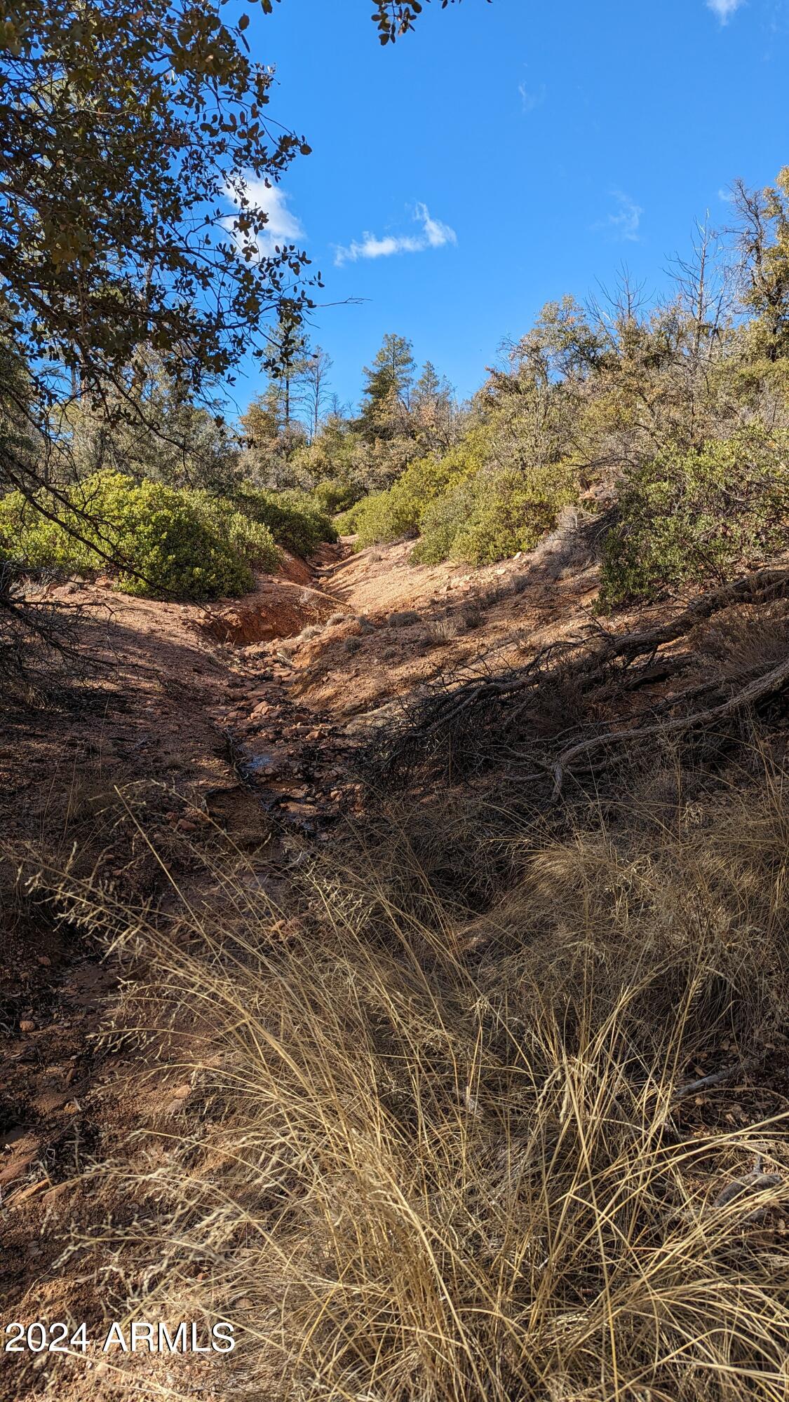 MC Forest 2