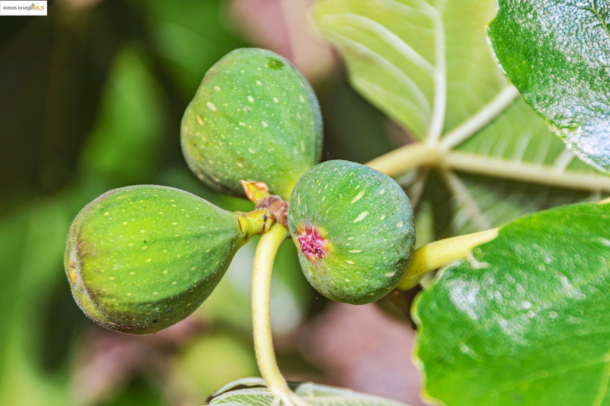 9 Yarmouth Court Oakland, CA 94619 - Photo 47 of 54