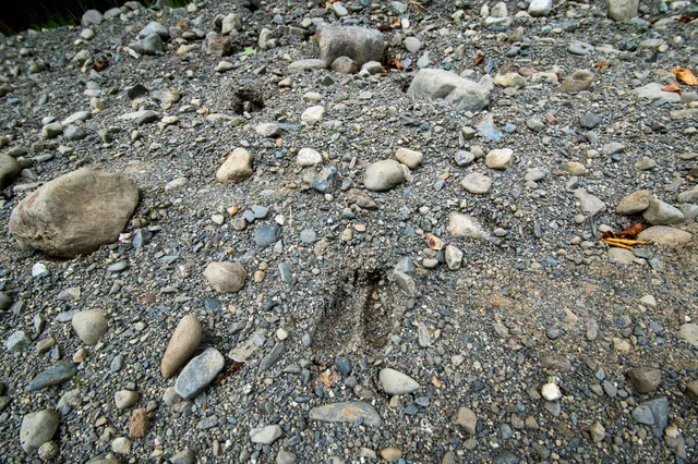 $34,900 | Lot2 Lot2 Bear Brook, Sebec, ME 04481