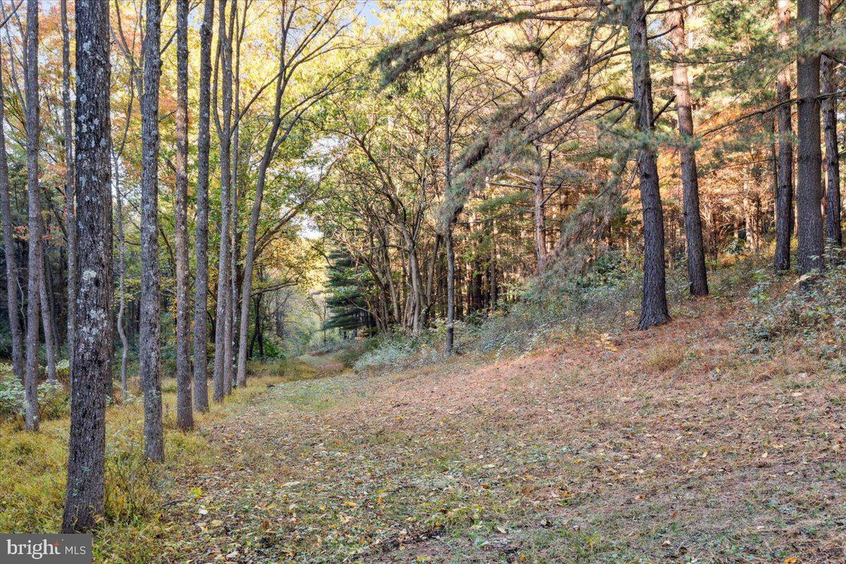 7130 Ira Sears Road Adamstown, MD 21710 - Photo 54 of 70 Wooded views as well a pasture views