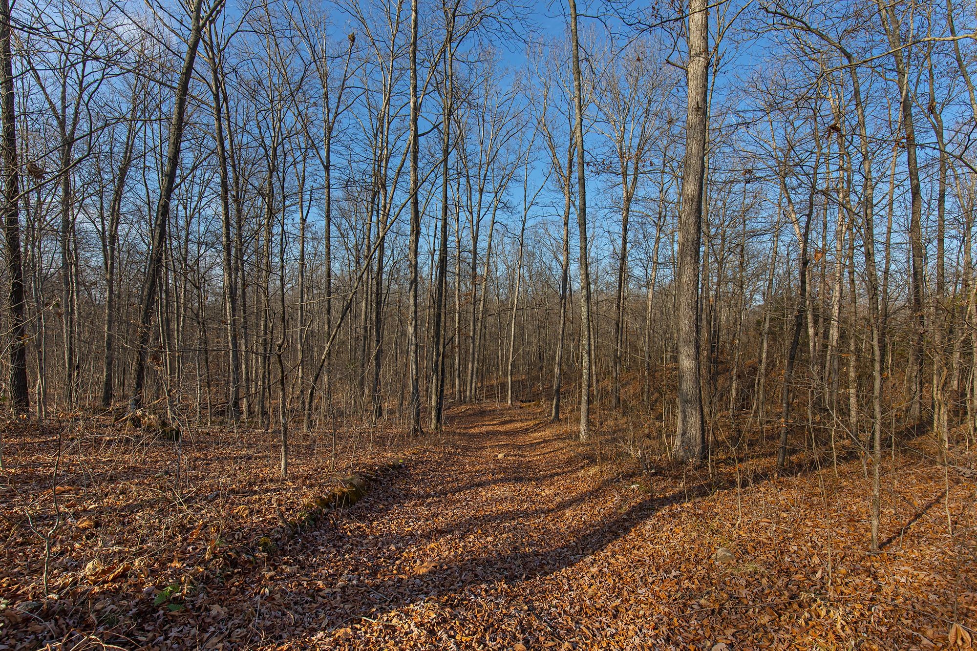 8029 Wingfield Church Road Bowling Green, KY 42101 - Photo 14 of 16 Gallery Image 14