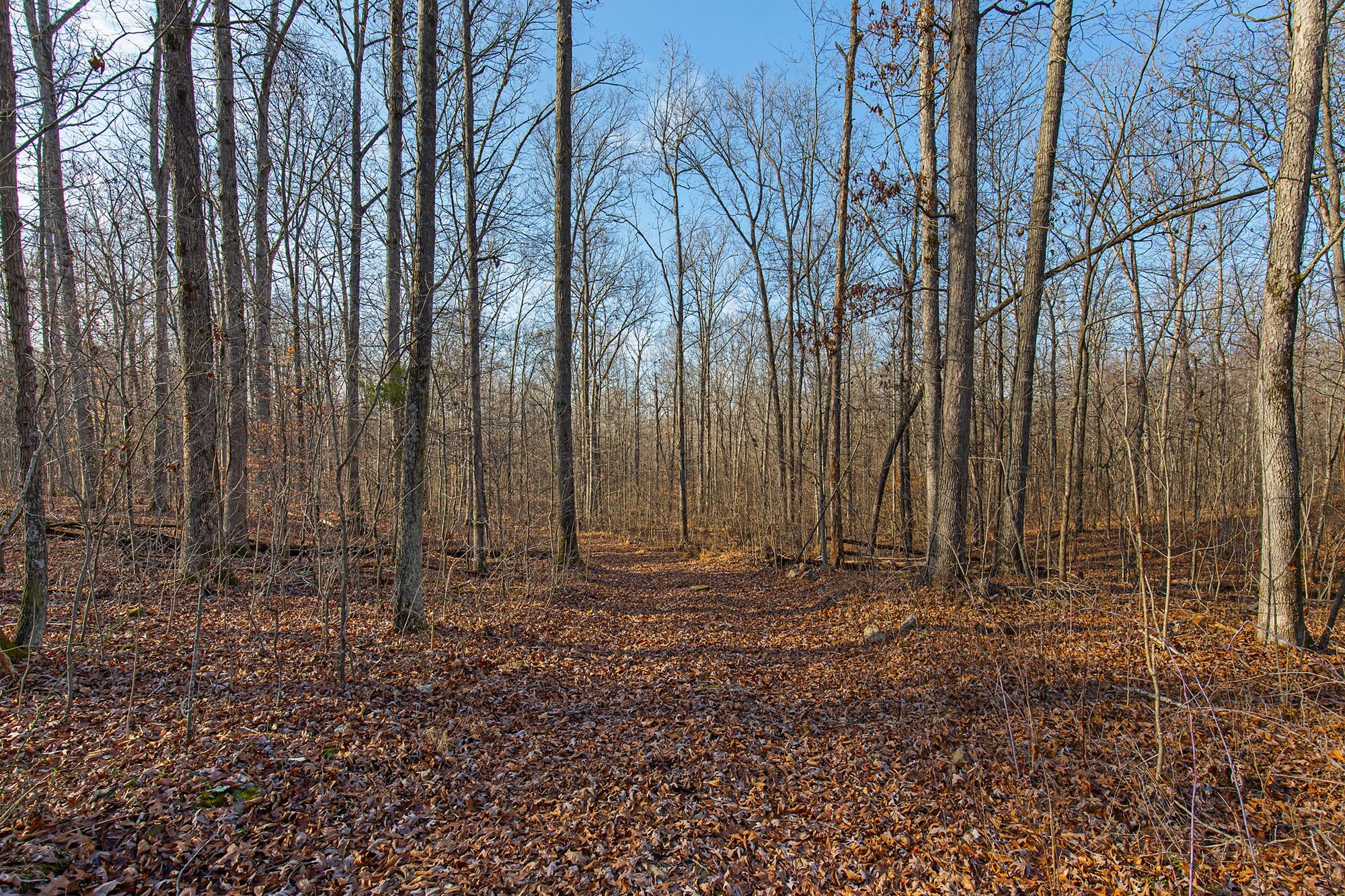 8029 Wingfield Church Road Bowling Green, KY 42101 - Photo 15 of 16 Gallery Image 15