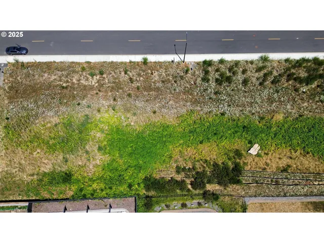 a open area with lots of green trees