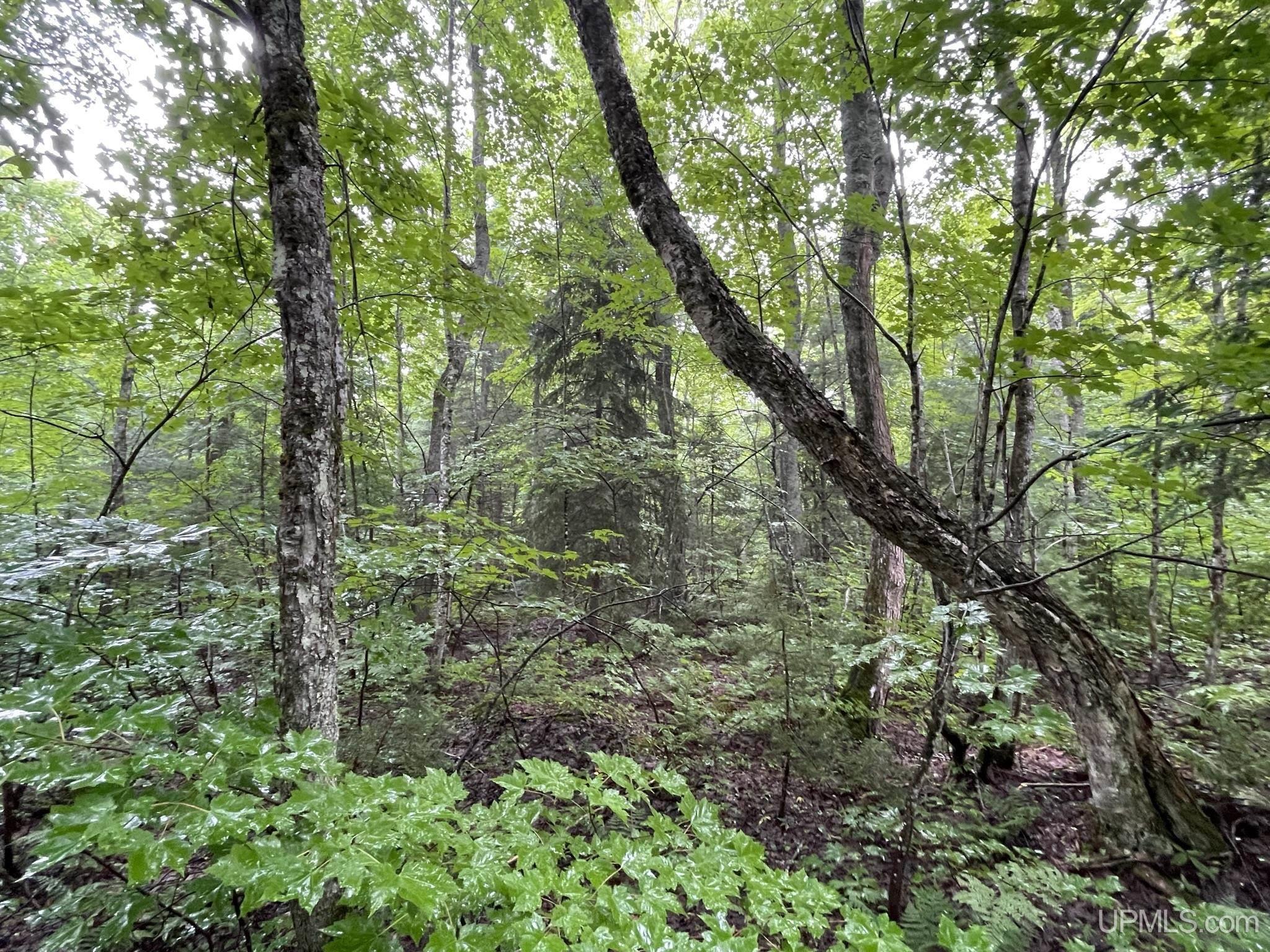 Tbd Carpenter Lake Road Seney, MI 49883 - Photo 10 of 28 Gallery Image 10