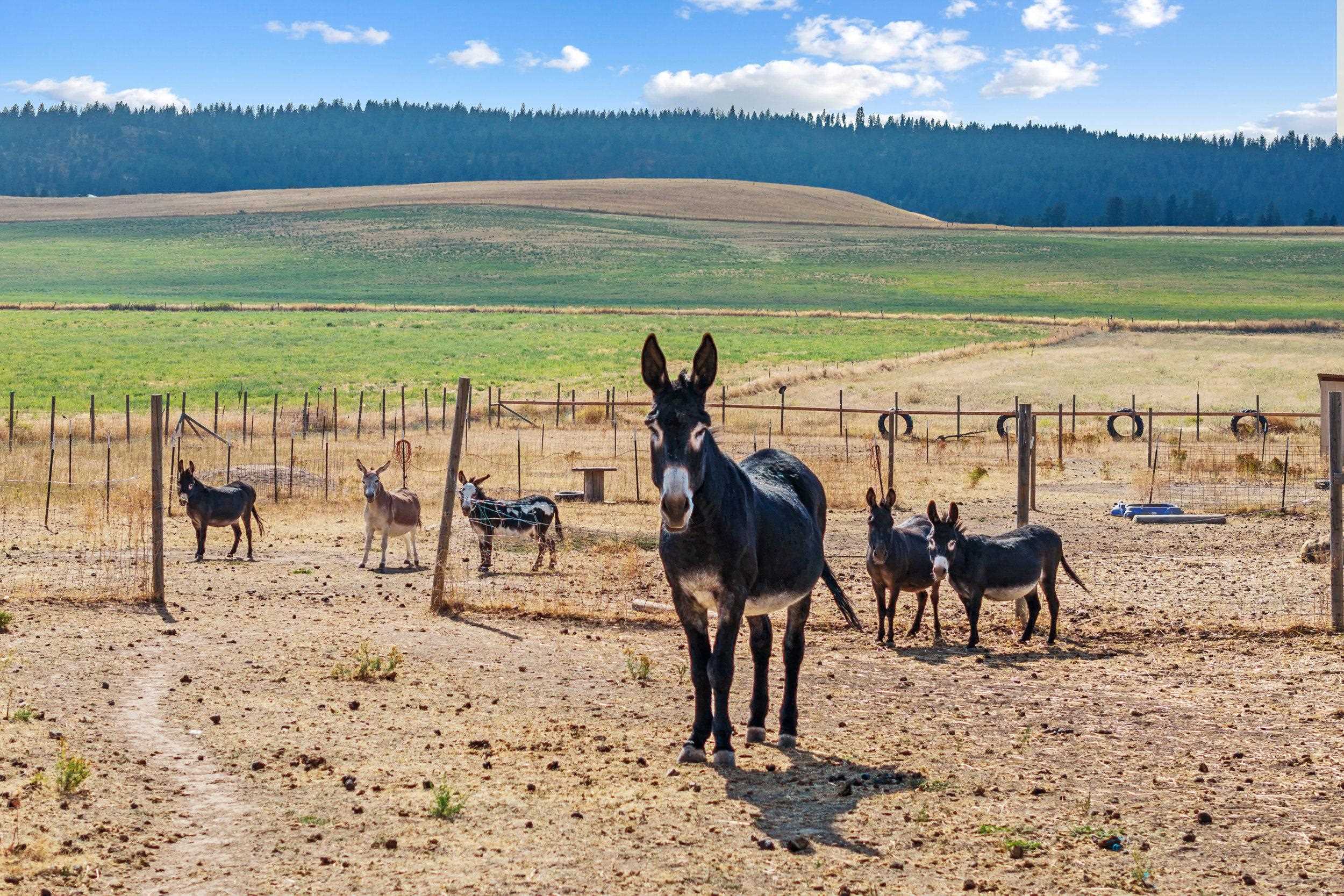 711 Milan Farms Road Elk, WA 99009 - Photo 46 of 50 Gallery Image 46