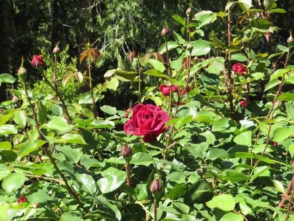 $550,000 | 25160 Pineview Drive, Colfax, CA 95713