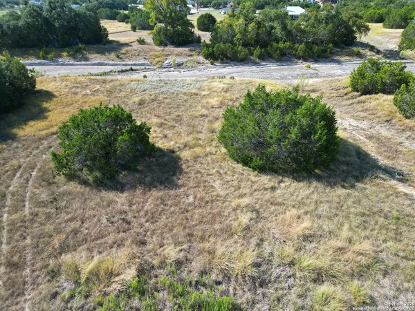 a view of a yard with plants and large trees