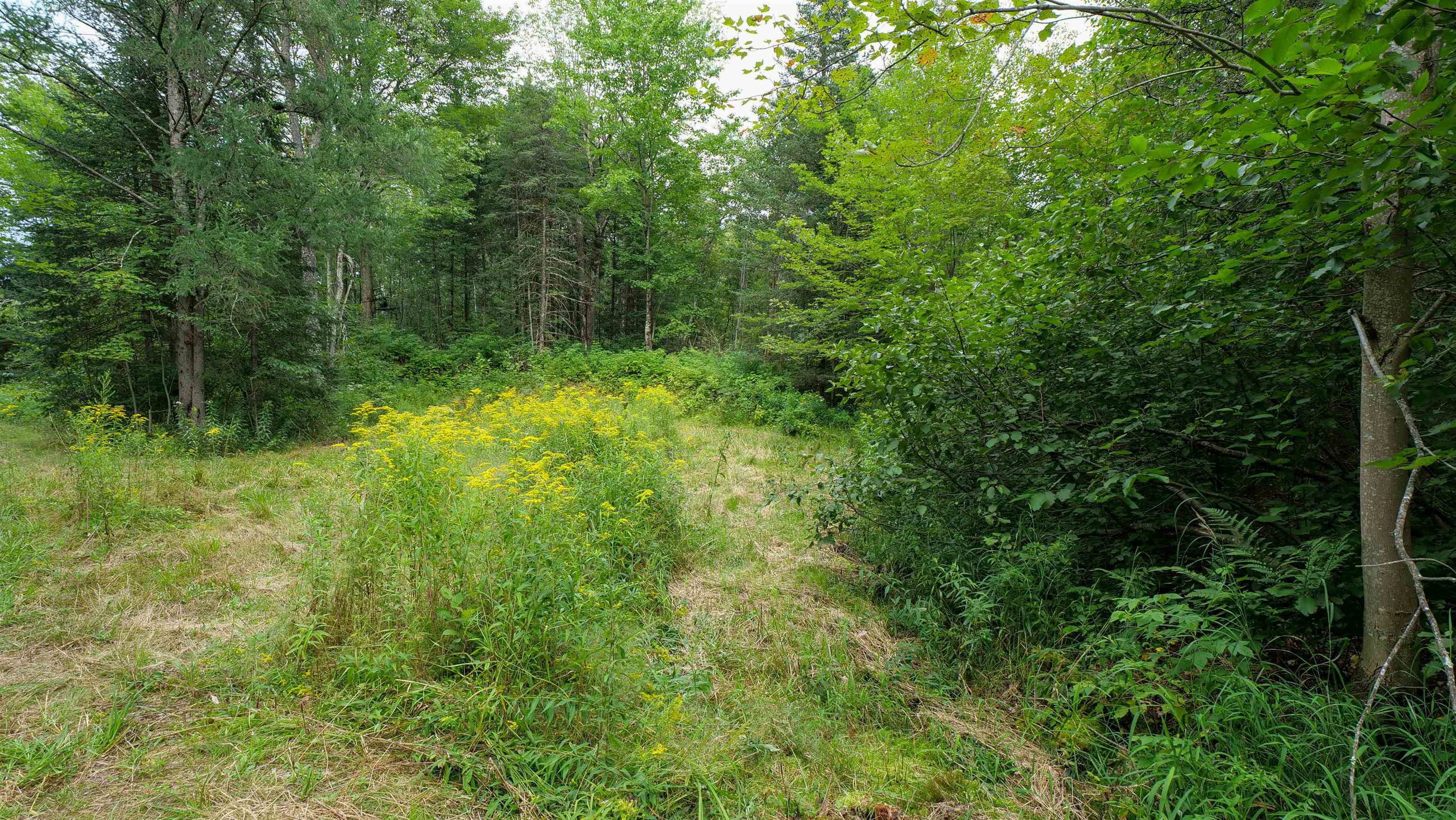 160-ac 160-ac Cedar Merrill, WI 54452 - Photo 11 of 63