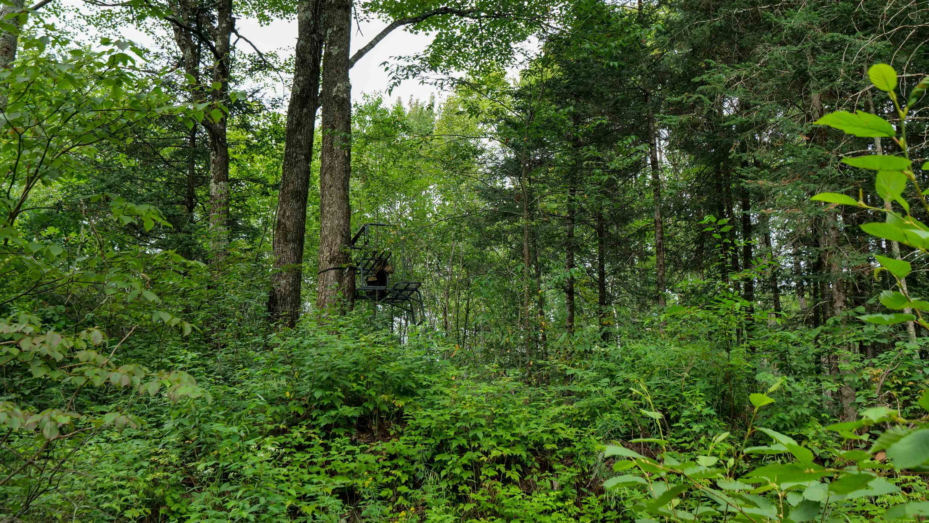 160-ac 160-ac Cedar Merrill, WI 54452 - Photo 12 of 63