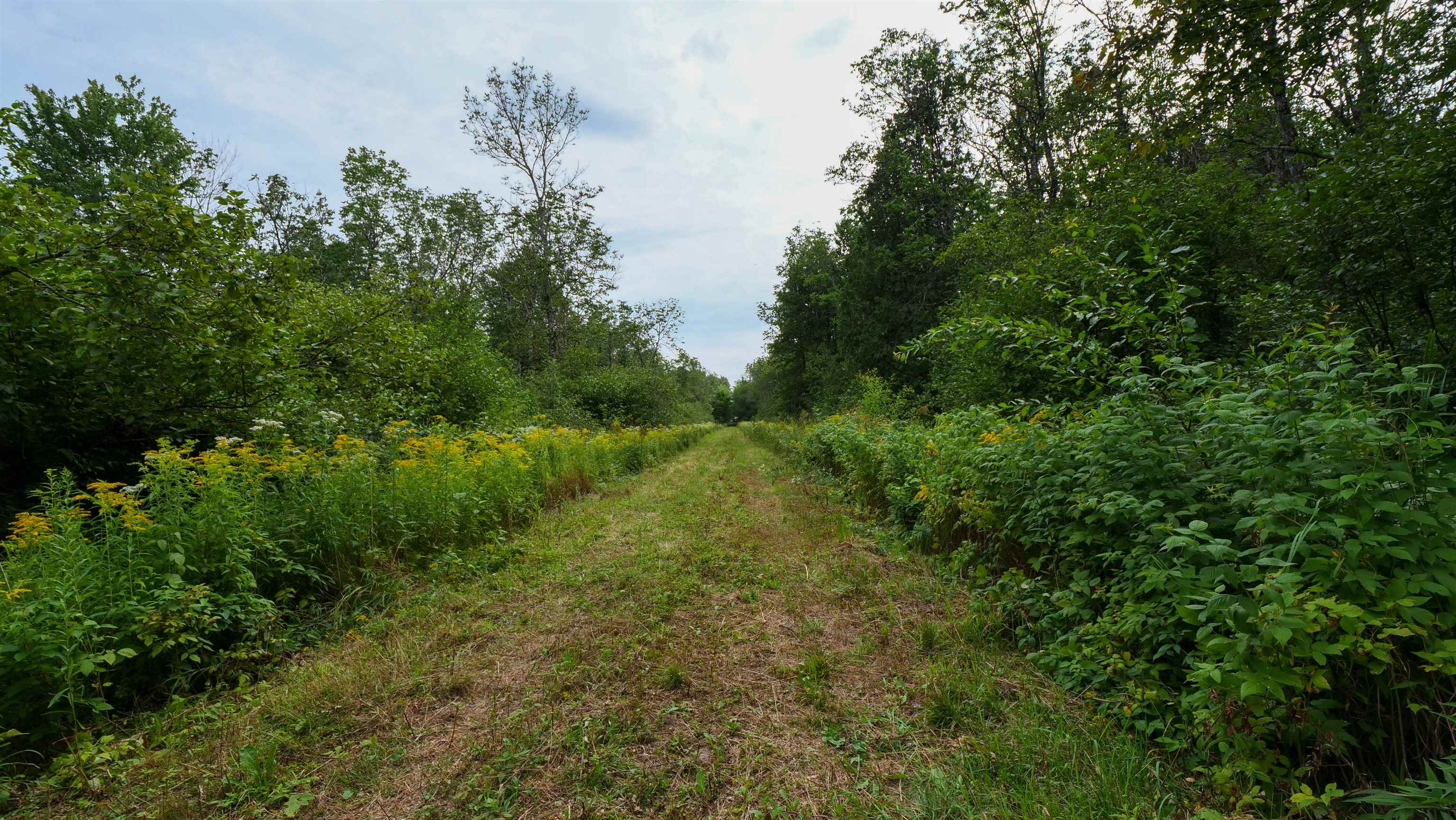 160-ac 160-ac Cedar Merrill, WI 54452 - Photo 13 of 63