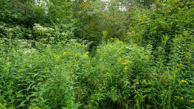 $275,000 | 160-ac 160-ac Cedar, Merrill, WI 54452