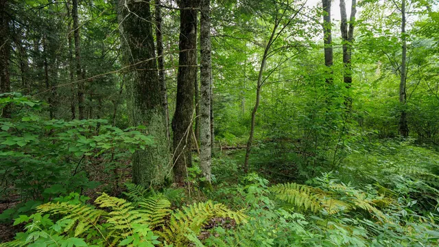 $275,000 | 160-ac 160-ac Cedar, Merrill, WI 54452