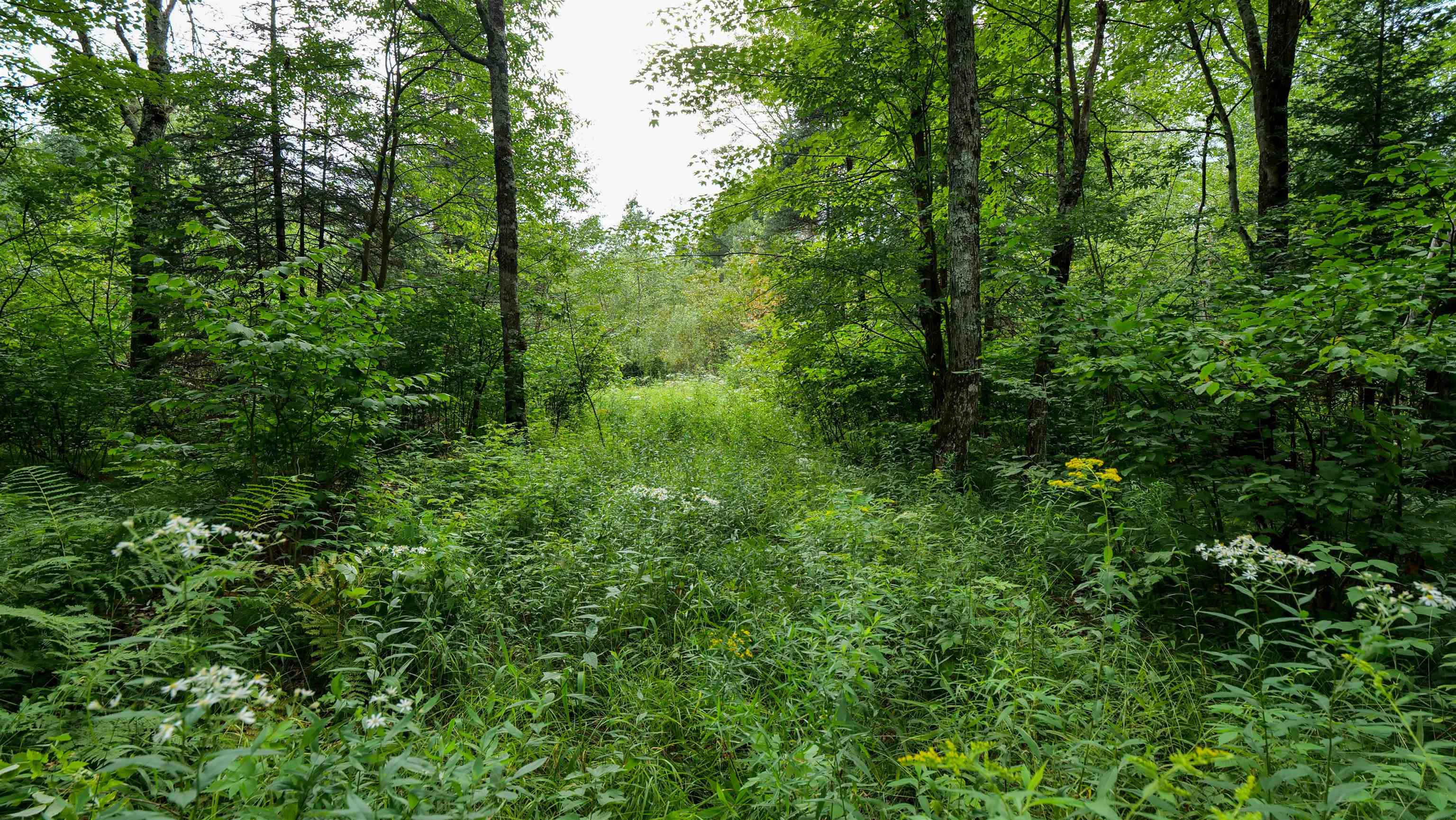 160-ac 160-ac Cedar Merrill, WI 54452 - Photo 16 of 63