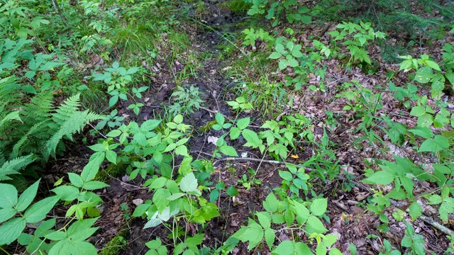 $275,000 | 160-ac 160-ac Cedar, Merrill, WI 54452