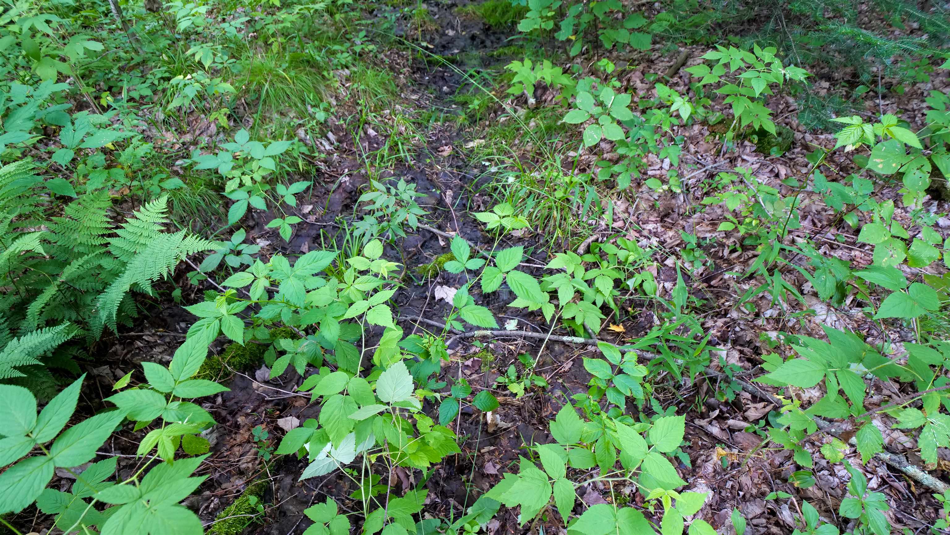 160-ac 160-ac Cedar Merrill, WI 54452 - Photo 17 of 63