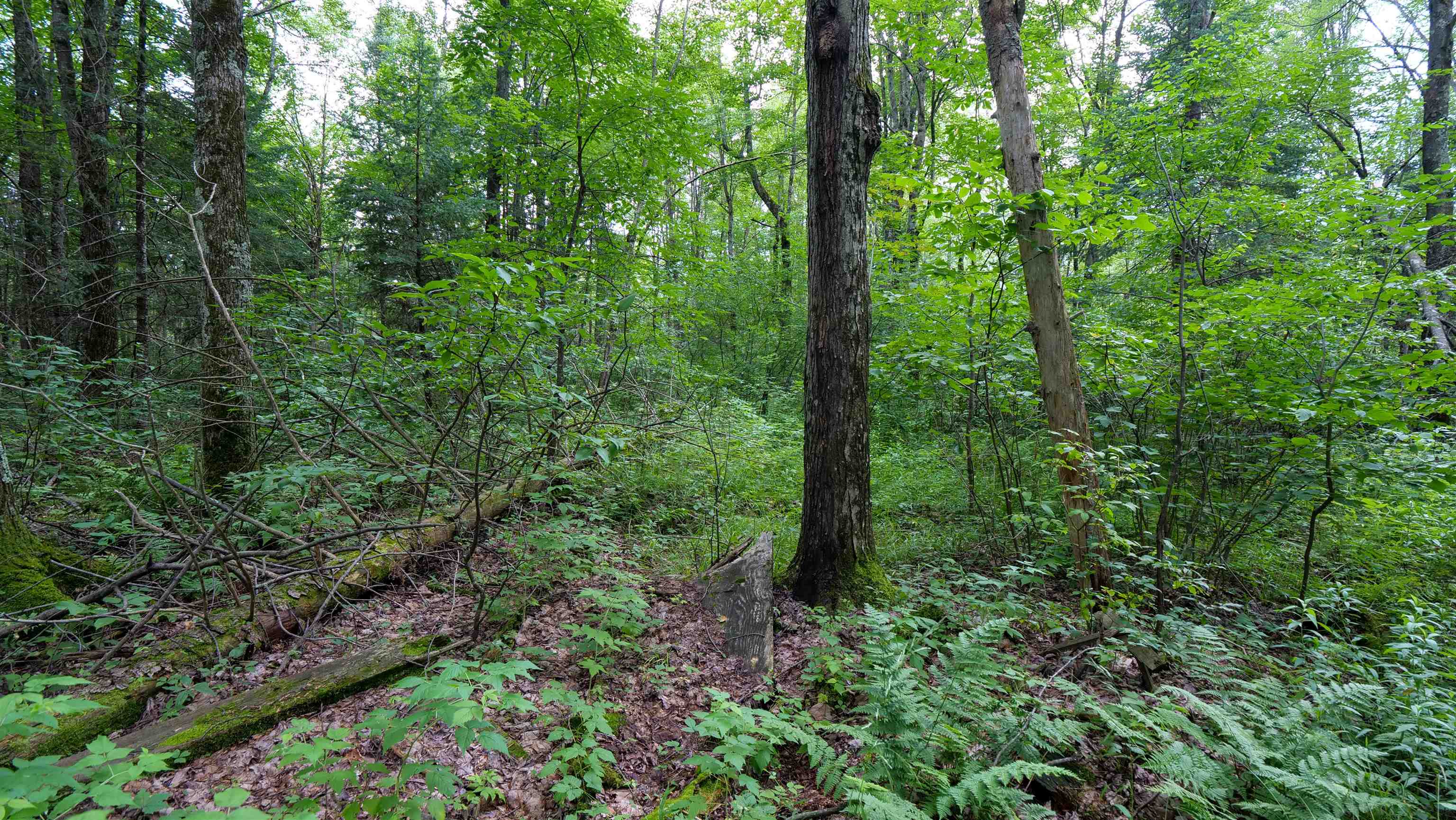 160-ac 160-ac Cedar Merrill, WI 54452 - Photo 18 of 63